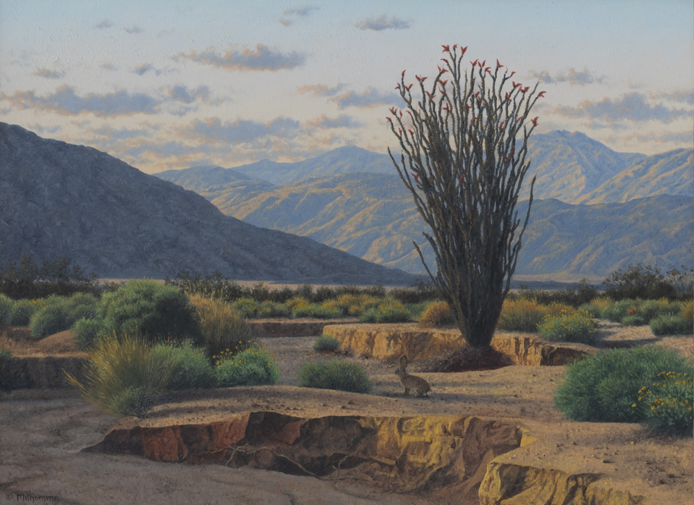 an ocotillo blooming in the anza borrego desert